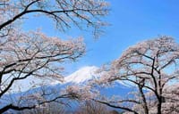 桜と富士を撮る