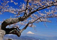 静岡の桜と富士山を追うミニ撮影会