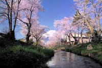 創立５周年記念イベント『忍野の桜と富士山』を撮る（宿泊コース）