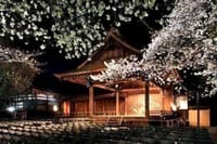 靖国神社　満開の桜の下で「奉納夜桜能」を鑑賞しましょう！ 