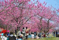 ☆今年もお花見ピクニック☆　鮮やかなピンクに染まる一面の花桃の木のもとで！！
