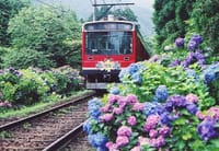 箱根の”あじさい電車”と、ランチバイキング＆温泉を楽しむ日帰りツアー