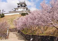 『 春を散策：桜咲く掛川城公園＆なごみの夕食会 』