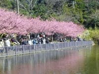 三浦で桜を堪能しましょ〜欠員1名出ました