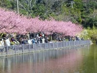 三浦で桜を堪能しましょ〜♪