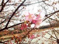 満開の河津桜を眺めよう〜と手作り湯葉体験！