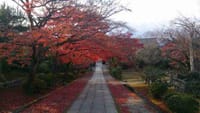 紅葉の京都で季節の料理を楽しみましょう。