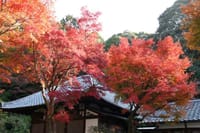 紅葉の京都を歩きましょう。京都一周トレイル　東山コース。
