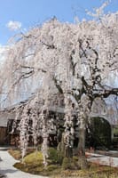 桜の季節の京都トレイル　北山東部コース