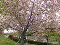 桜を見ながらお散歩