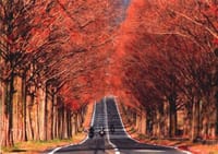 （PRC三重)秋の紅葉〜琵琶湖・メタセコイヤ〜ツーリング