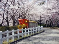 東武動物公園の桜とホワイトタイが−を見に行こう！