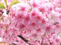 三浦海岸の河津桜とマグロを楽しみませんか？
