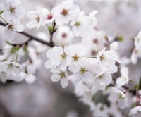 春爛漫の豊島園でお花見＆イルミネーション(^o^)丿