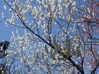 京都の桜を見に行きましょう