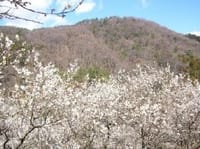 行道山〜織姫神社まで尾根をハイキング