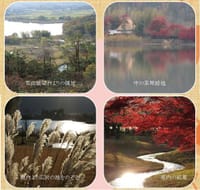 平安郷の紅葉の庭を訪ねて　　京都　広沢の池畔