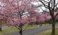 早咲き桜と名残りの梅を訪ねて　　鶴見緑地公園 中止