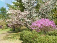 京の春を愉しもう「哲学の道の観桜」