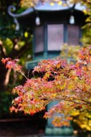 紅葉と石仏の癒しの旅in京都
