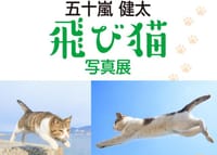 12/26（土）飛び猫写真展　限定無料招待券あります！