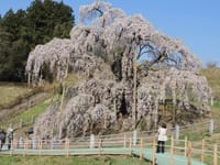 ４月16・17日　滝桜・飯坂温泉・花見山・吾妻小富士・雪の回廊