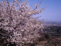 ４月3日　桜満開の聖峰〜弘法山