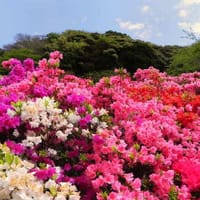 葉山ミニハイクと花の木公園ツツジ散策