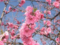 第21回　おやじツーリング関東組　桃の花ツーリング