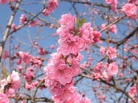 第24回（再、再）おやじツーリング関東組　桃の花ツーリング