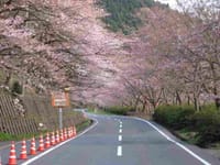 琵琶湖早起きオフ〜海津大崎桜ツーリング