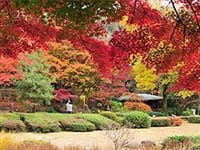 東山植物園紅葉散策とランチ