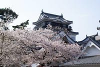 お花見です！、岡崎城の史跡と桜を眺めて、歩こう♪