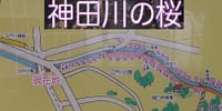 03/27sun神田川沿いの桜散策と史跡巡り