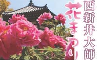 04/24Sun西新井大師の花まつり（牡丹と藤）観賞
