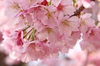 春です！桜です☆第75回中部カラオケ倶楽部♪月例オフ会