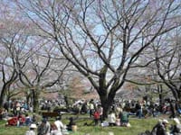 昭和記念公園の桜吹雪を見る会です