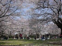 今年も昭和記念公園でお花見