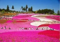 ピンクのじゅうたん♪羊山公園「芝桜の丘」