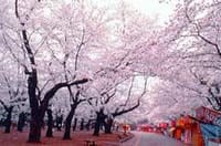 ☆桜の季節☆大宮公園でお花見＆和食ランチ