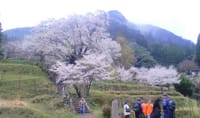 ▲高城山登山&仏隆寺千年桜のお花見　<初級>