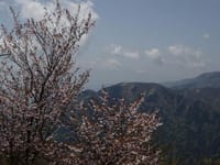 新緑とマメ桜・春の花咲く大山へ登ります