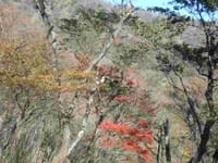 東丹沢表尾根の紅葉が美しい支尾根(バリレーションコース）を歩きます