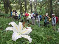 梅雨の合間に　弘法山のヤマユリ群生地〜温泉へのハイキングコースを歩きます（中止）