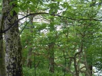 西丹沢檜洞丸山行　ブナ美林とオオバイケイソウの花群生を見に(雨天中止）