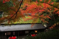 初顔合わせ　紅葉の奈良京都旅行