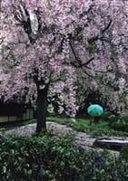 「映画らくがき帳」新宿御苑で桜のお花見会(予定)