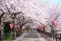 大和の国は初春の花の香がいっぱい?・・　「馬見丘陵の櫻とチューリップ」と「大和高田川の千本堰堤櫻」へ