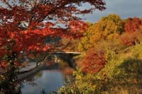 深まる秋を楽しみましょう。紅葉の名所竜田川から矢田丘陵散策へ