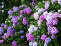 ２万本の色とりどり鮮やかな紫陽花の競演　・・・生駒山ぬかた園地の紫陽花